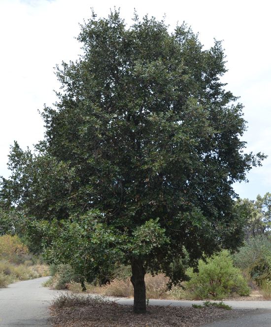 Quercus chrysolepis UFEI SelecTree A Tree Selection Guide