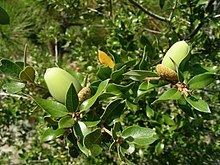 Quercus chrysolepis Quercus chrysolepis Wikipedia