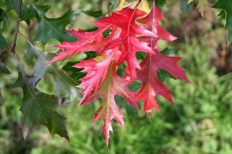 Quercus coccinea coccinea Scarlet Oak