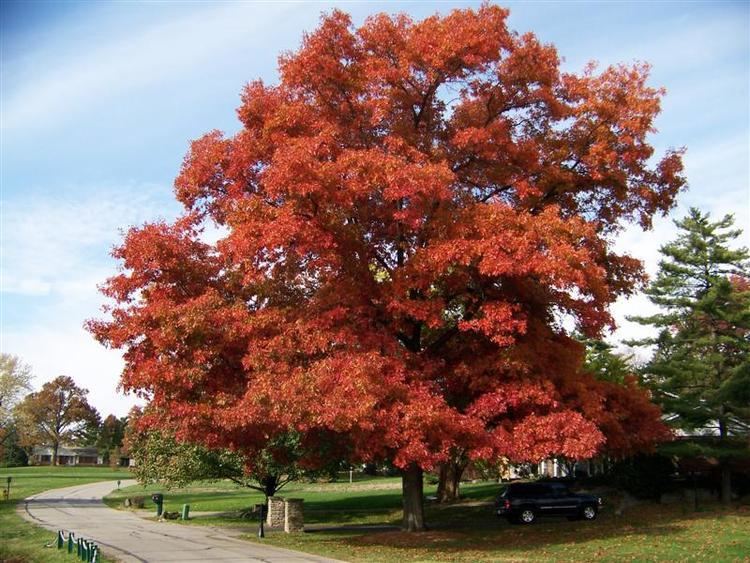 Quercus coccinea Quercus Coccinea Scarlet Oak