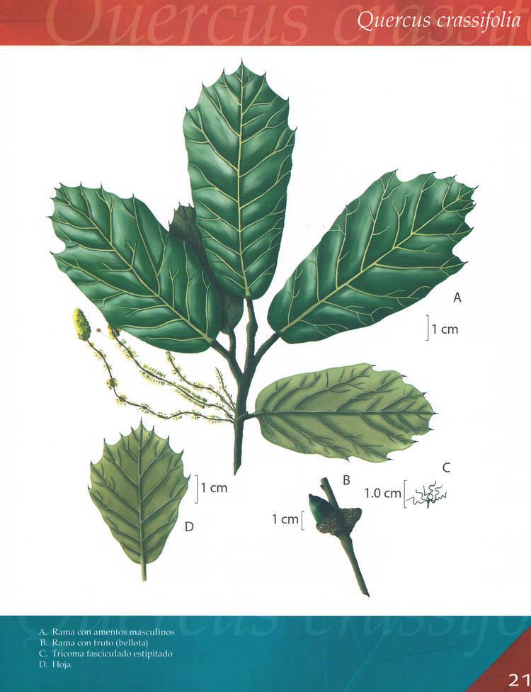 Quercus crassifolia Species Spotlight Quercus crassifolia Bonpl International Oak