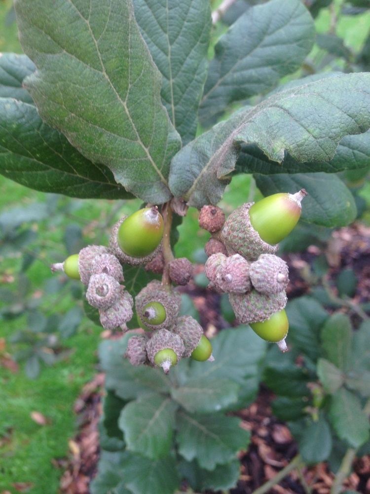 Quercus crassifolia Species Spotlight Quercus crassifolia Bonpl International Oak