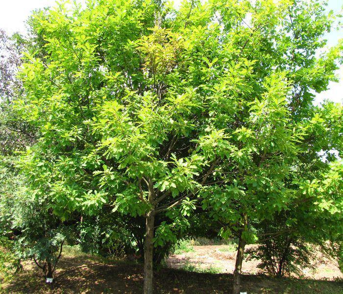Quercus dalechampii Quercus dalechampii
