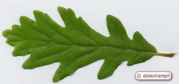 Quercus dalechampii Quercus dalechampii