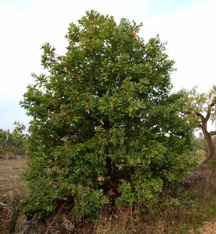 Quercus dalechampii Quercus dalechampii Quercia di Dalechamps