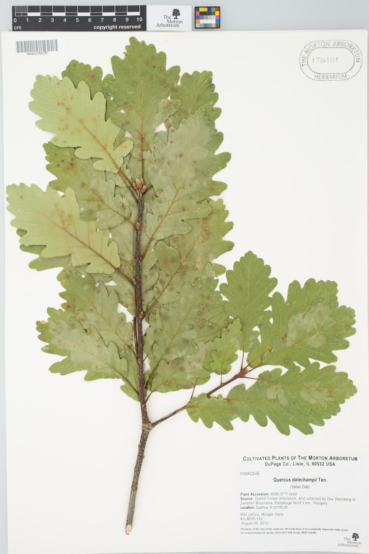 Quercus dalechampii Quercus taxonomy Oaks of the Americas