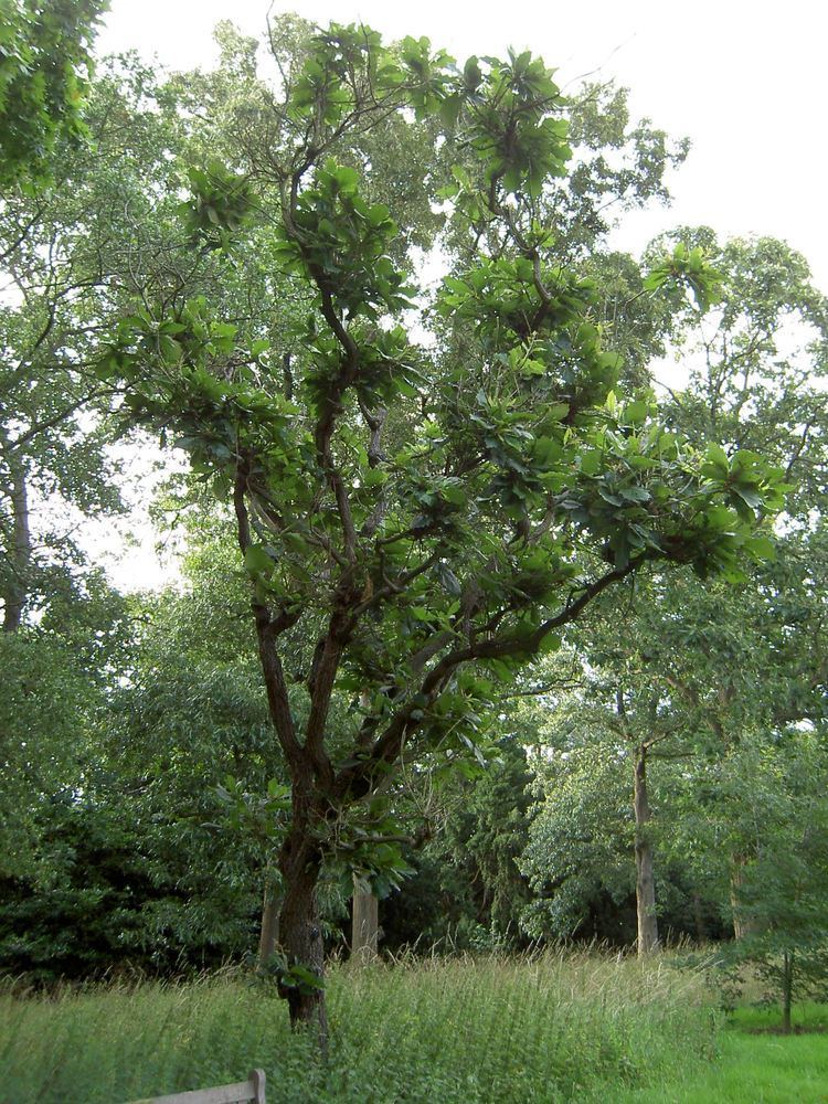 Quercus dentata httpsuploadwikimediaorgwikipediacommonscc