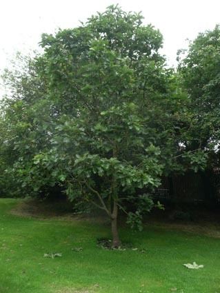 Quercus dentata dentata in Belfast Botanic Gardens