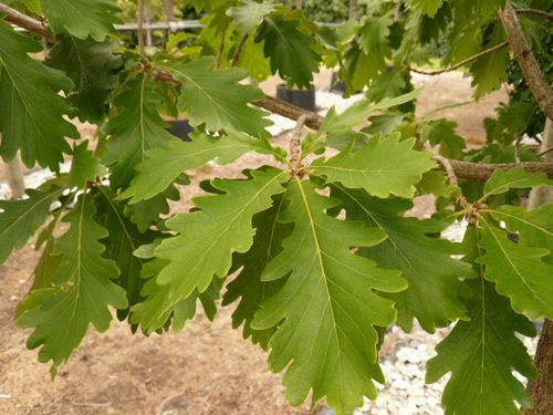 Quercus dentata Sunvale Meadows Advanced Tree Nursery