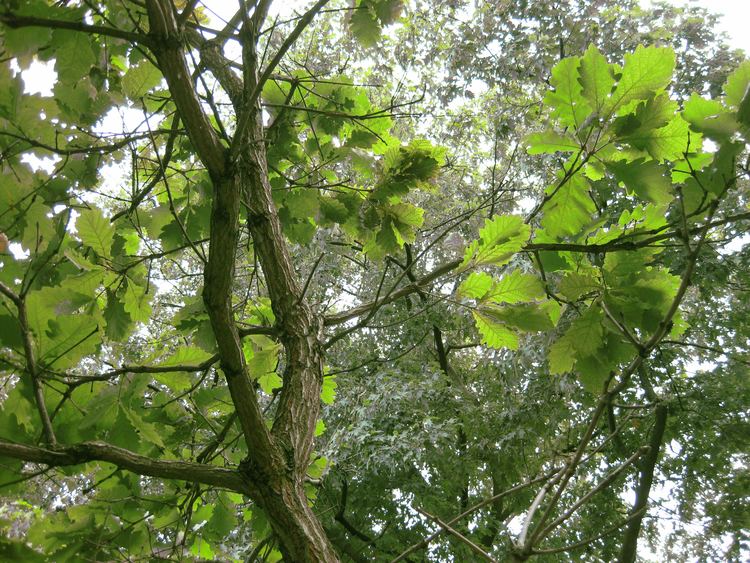 Quercus dentata FileQuercus dentata keisaraeik 3jpg Wikimedia Commons