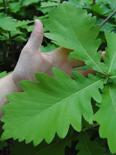 Quercus dentata BlueBell Nursery BlueBell Nursery Trees amp Shrubs Quercus