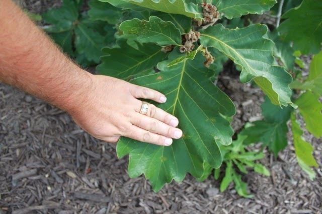 Quercus dentata Confessions Of A Plant Geek Daimyo Oak Quercus dentata