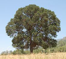 Quercus douglasii httpsuploadwikimediaorgwikipediacommonsthu