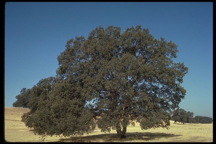 Quercus douglasii CalPhotos