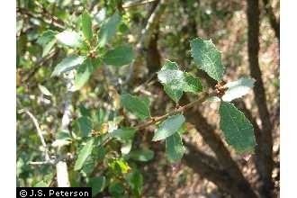 Quercus dumosa Plants Profile for Quercus dumosa coastal sage scrub oak