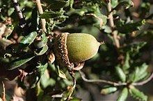 Quercus dumosa httpsuploadwikimediaorgwikipediacommonsthu