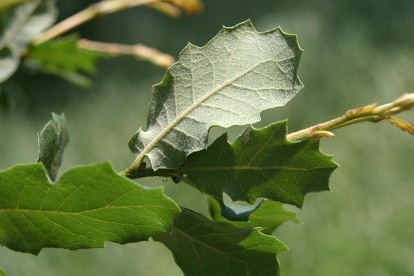 Quercus durata Photo of Leather Oak Quercus durata