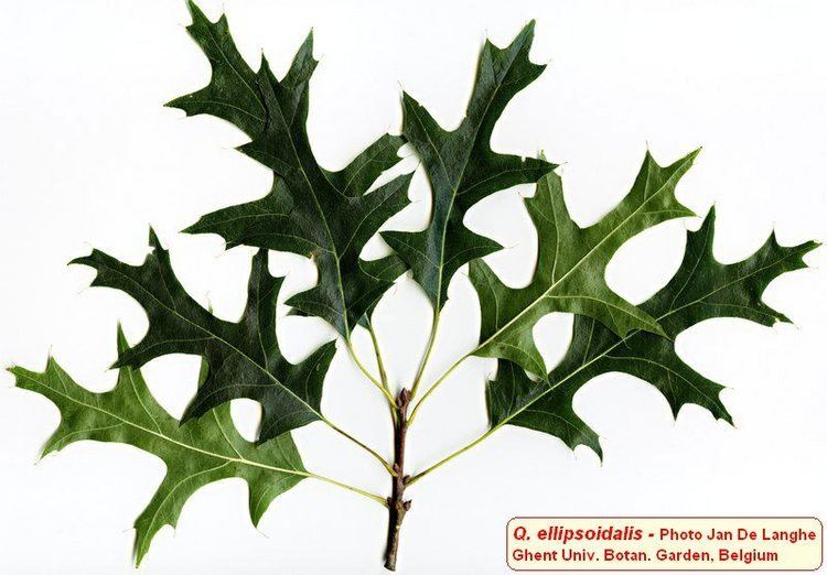 Quercus ellipsoidalis Quercus ellipsoidalis