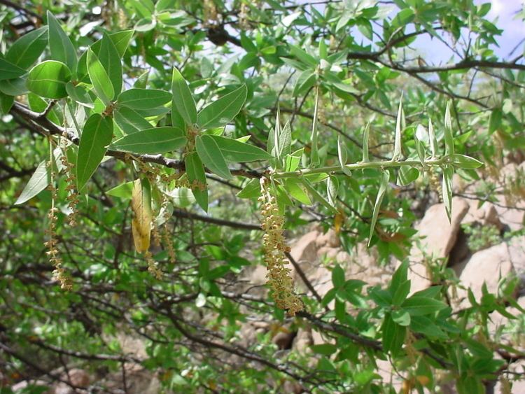 Quercus emoryi Vascular Plants of the Gila Wilderness Quercus emoryi