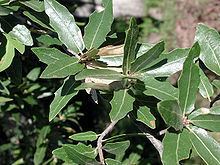 Quercus emoryi httpsuploadwikimediaorgwikipediacommonsthu