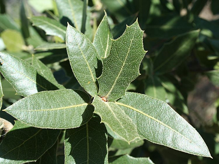 Quercus emoryi Vascular Plants of the Gila Wilderness Quercus emoryi