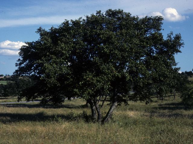 Quercus emoryi Quercus emoryi Emory oak NPIN