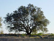Quercus engelmannii httpsuploadwikimediaorgwikipediacommonsthu