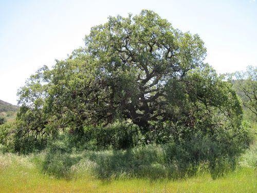 Quercus engelmannii Engelmann Oak Quercus engelmannii