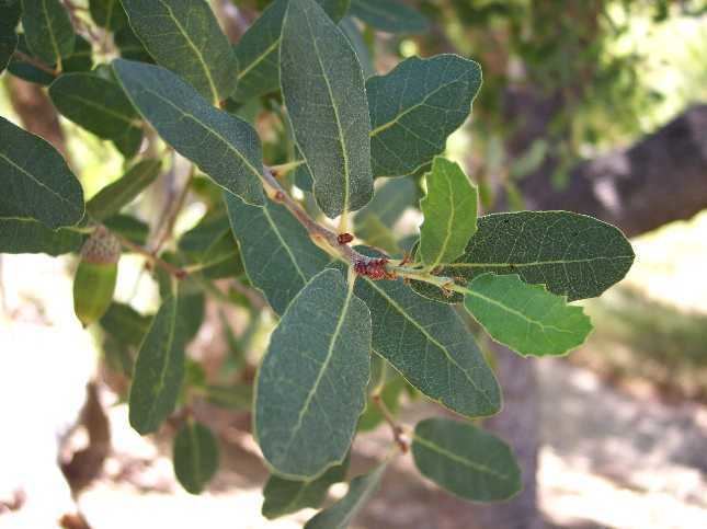 Quercus engelmannii Plants of Southern California The quotQuercus engelmanniiquot at