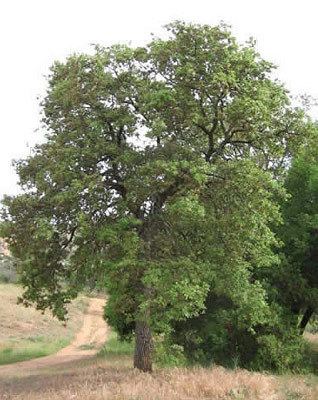 Quercus engelmannii The Tree Plantation Quercus Engelmannii Engelmann Oak Trees for