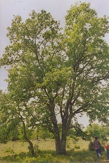 Quercus faginea httpsuploadwikimediaorgwikipediacommonsthu