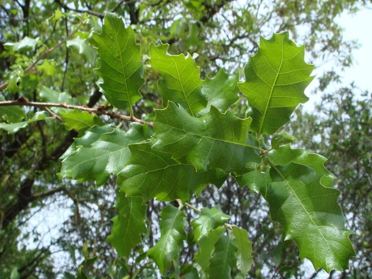 Quercus faginea FileQuercus faginea 2JPG Wikimedia Commons