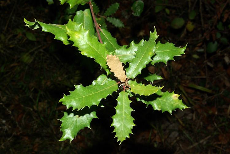 Quercus faginea FileQuercus faginea 01 bydpcjpg Wikimedia Commons