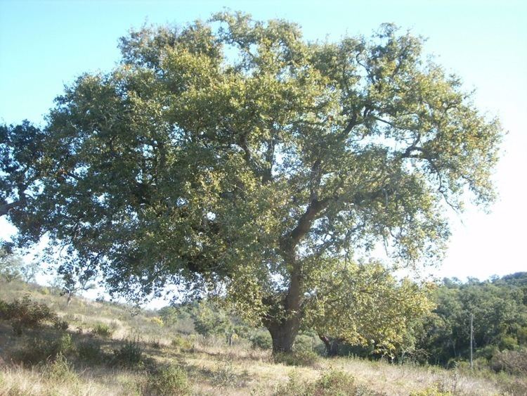 Quercus faginea Portuguese oak Woodland