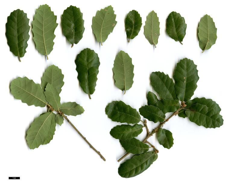 Quercus faginea Full Name Report From The Oak ICRA Checklist