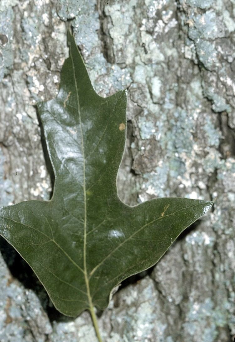 Quercus falcata httpsuploadwikimediaorgwikipediacommons99