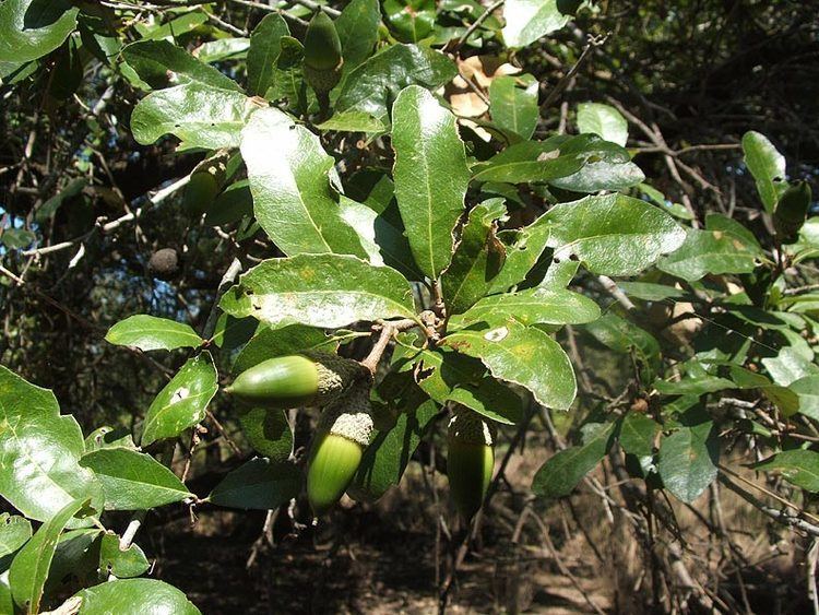 Quercus fusiformis - Alchetron, The Free Social Encyclopedia