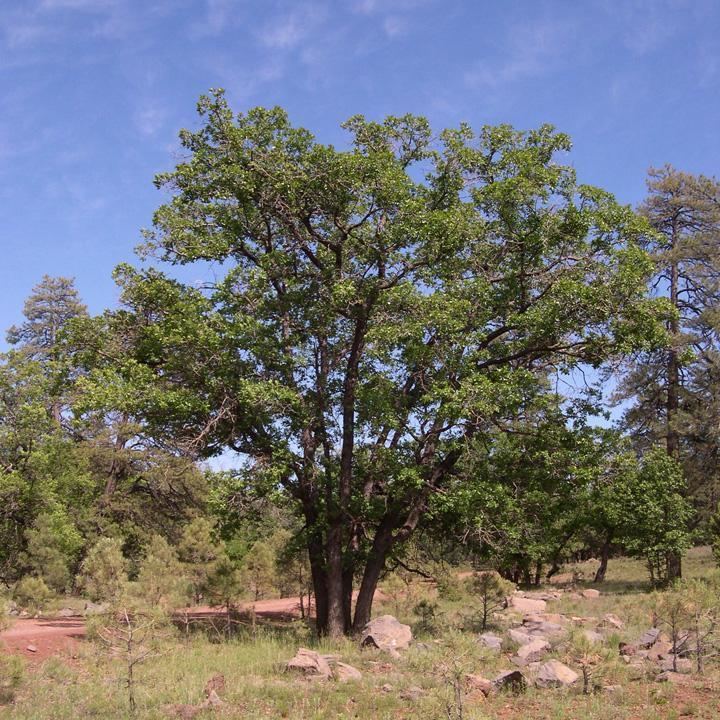 Quercus gambelii SEINet Arizona Chapter Quercus gambelii