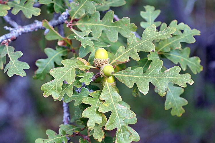 Quercus gambelii Vascular Plants of the Gila Wilderness Quercus gambelii
