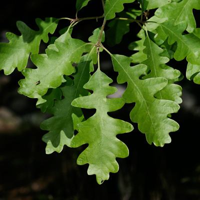 Quercus gambelii wwwfireflyforestcomimageswildflowersplantsQu