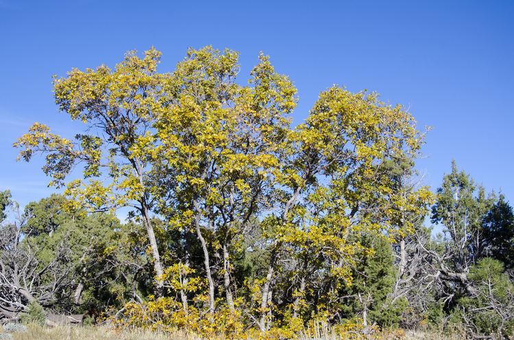 Quercus gambelii FileQuercus gambelii Grand Canyon 1jpg Wikimedia Commons