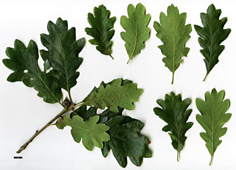 Quercus garryana Full Name Report From The Oak ICRA Checklist