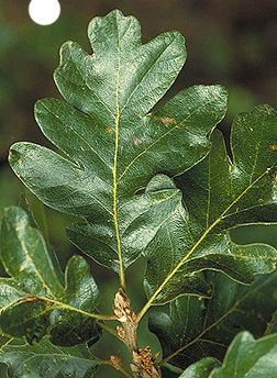 Quercus garryana Quercus garryana Fact Sheet