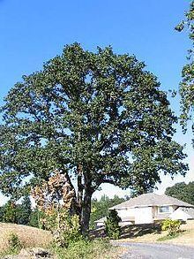 Quercus garryana httpsuploadwikimediaorgwikipediacommonsthu