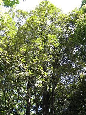 Quercus gilva Quercus gilva Wikipdia