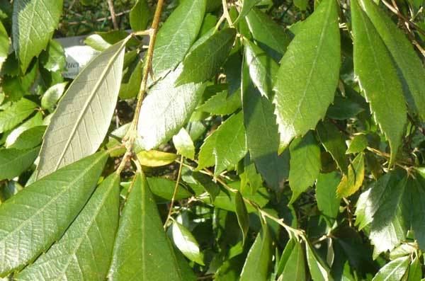 Quercus gilva Quercus gilva