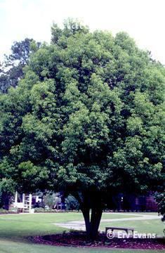 Quercus glauca httpsplantscesncsuedumediaimagesquercusg