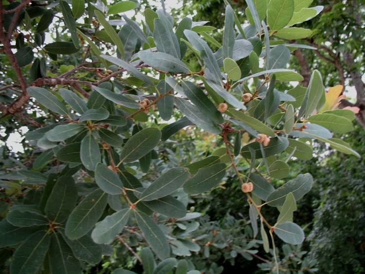 Quercus glaucoides Online Plant Guide Quercus glaucoides Lacey Oak