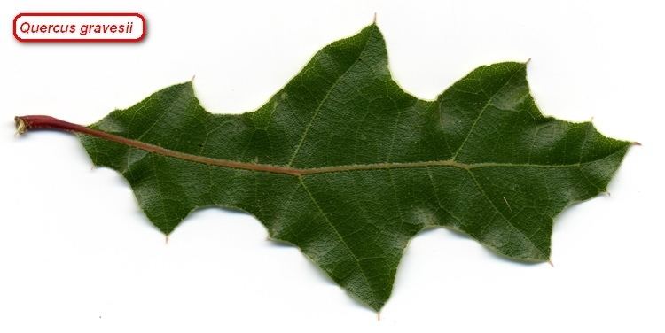 Quercus gravesii Quercus gravesii