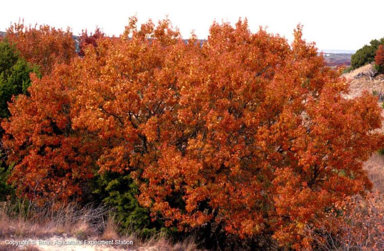 Quercus gravesii Texas Native Plants Database